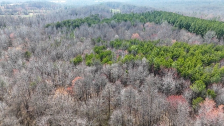 White Oak Mountain Oasis: 35 Acres of Boundless Privacy - image 4