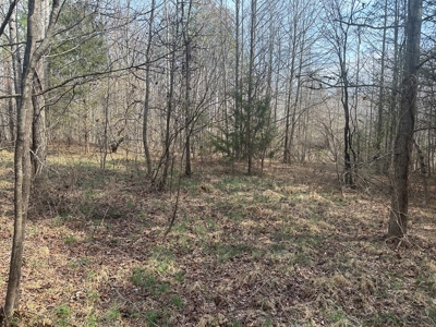 White Oak Mountain Oasis: 35 Acres of Boundless Privacy - image 36