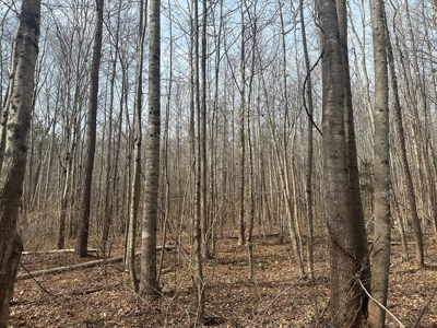 White Oak Mountain Oasis: 35 Acres of Boundless Privacy - image 16