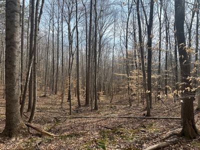 White Oak Mountain Oasis: 35 Acres of Boundless Privacy - image 24