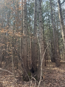 White Oak Mountain Oasis: 35 Acres of Boundless Privacy - image 31