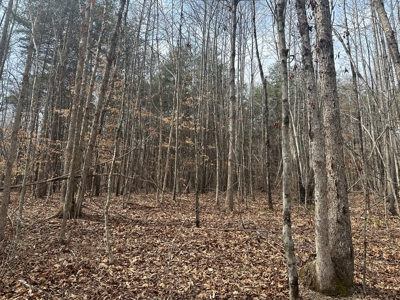 White Oak Mountain Oasis: 35 Acres of Boundless Privacy - image 20