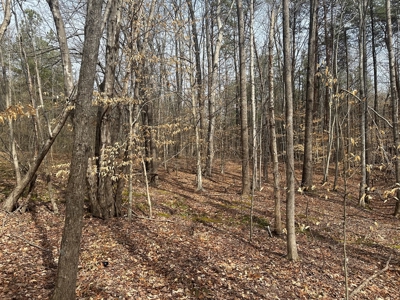 White Oak Mountain Oasis: 35 Acres of Boundless Privacy - image 23