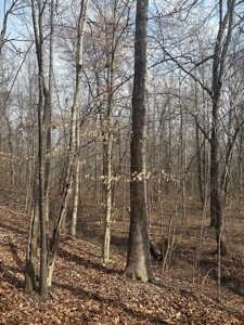 White Oak Mountain Oasis: 35 Acres of Boundless Privacy - image 15