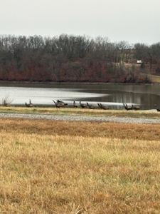 20 Timbered Acres With Custom Built Home - Cameron Mo - image 33