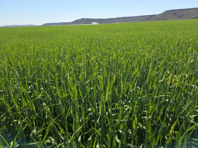 Eastern Oregon Fairview Farms Located Outside of Hines - image 24