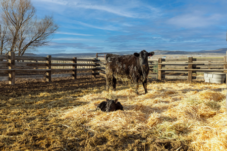 Eastern Oregon Fairview Farms Located Outside of Hines - image 17