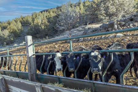 Eastern Oregon Fairview Farms Located Outside of Hines - image 50