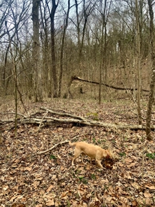 40 Wooded Acres for Sale in Crawford County, Indiana - image 23