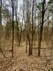 40 Wooded Acres for Sale in Crawford County, Indiana - image 27