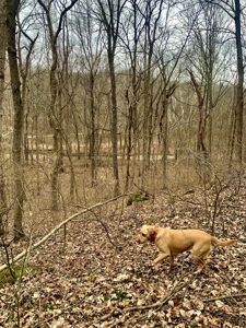 40 Wooded Acres for Sale in Crawford County, Indiana - image 25