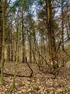 40 Wooded Acres for Sale in Crawford County, Indiana - image 28