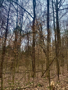 40 Wooded Acres for Sale in Crawford County, Indiana - image 30