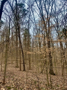 40 Wooded Acres for Sale in Crawford County, Indiana - image 29