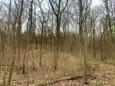 40 Wooded Acres for Sale in Crawford County, Indiana - image 22