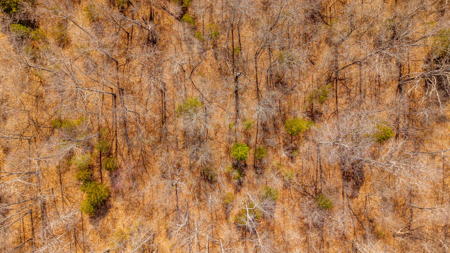 Vacant Acreage for sale in the Missouri Ozarks | Gainesville - image 7