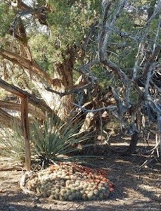 160 Acres with Spring & Wildlife | Fort Rock Ranches - image 18