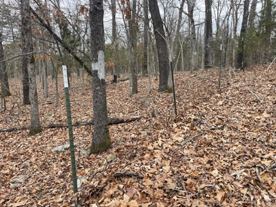 Bull Shoals Lake Getaway Cottage With Fiber Optic Cable - image 10