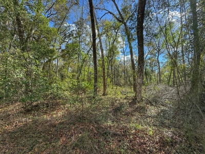 Land For Sale Near Suwannee River in Bell, FL - image 2