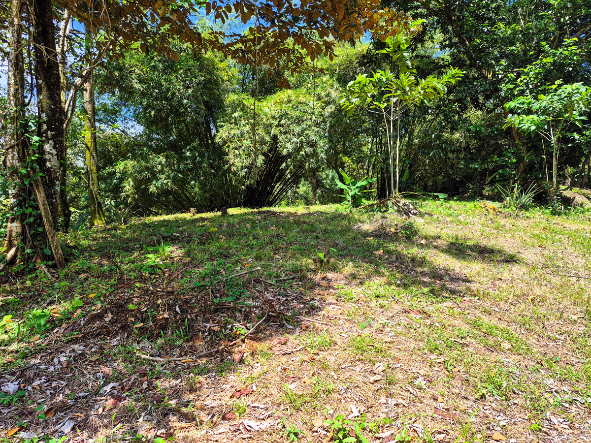Titled Jungle Lot, 1,657 m² — Isla Solarte - 8