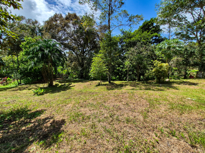 Titled Jungle Lot on Isla Solarte, Bocas del Toro - image 6