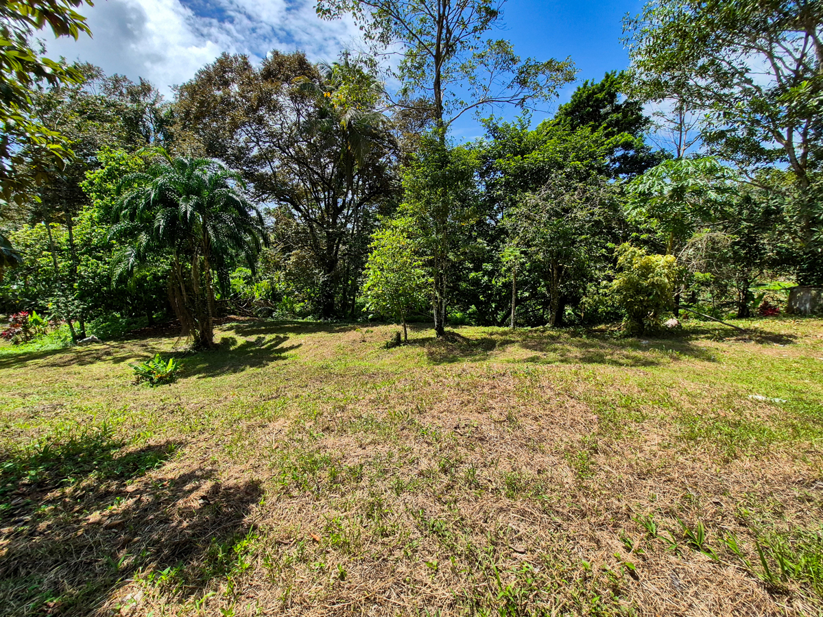 Titled Jungle Lot, 1,657 m² — Isla Solarte - 5
