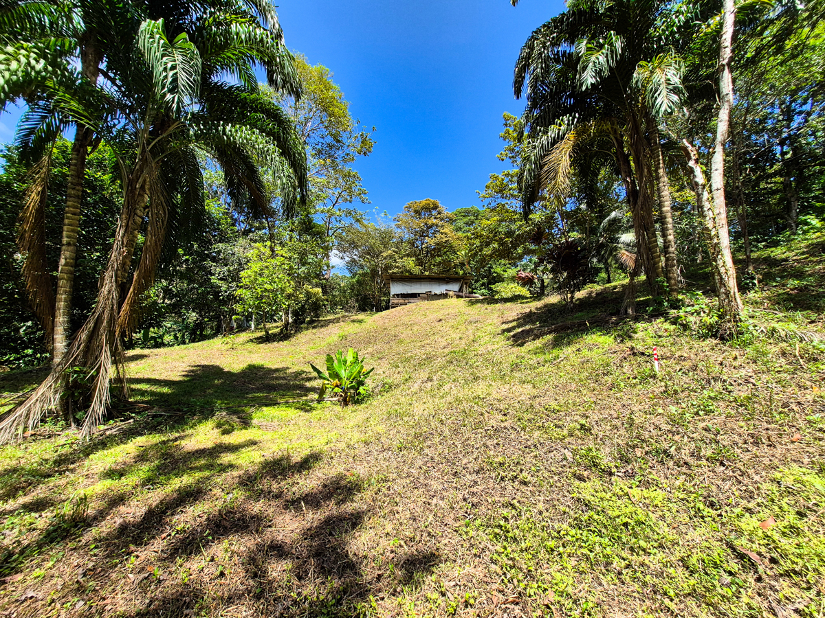 Titled Jungle Lot, 1,657 m² — Isla Solarte - 2