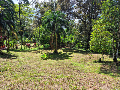 Titled Jungle Lot on Isla Solarte, Bocas del Toro - image 3