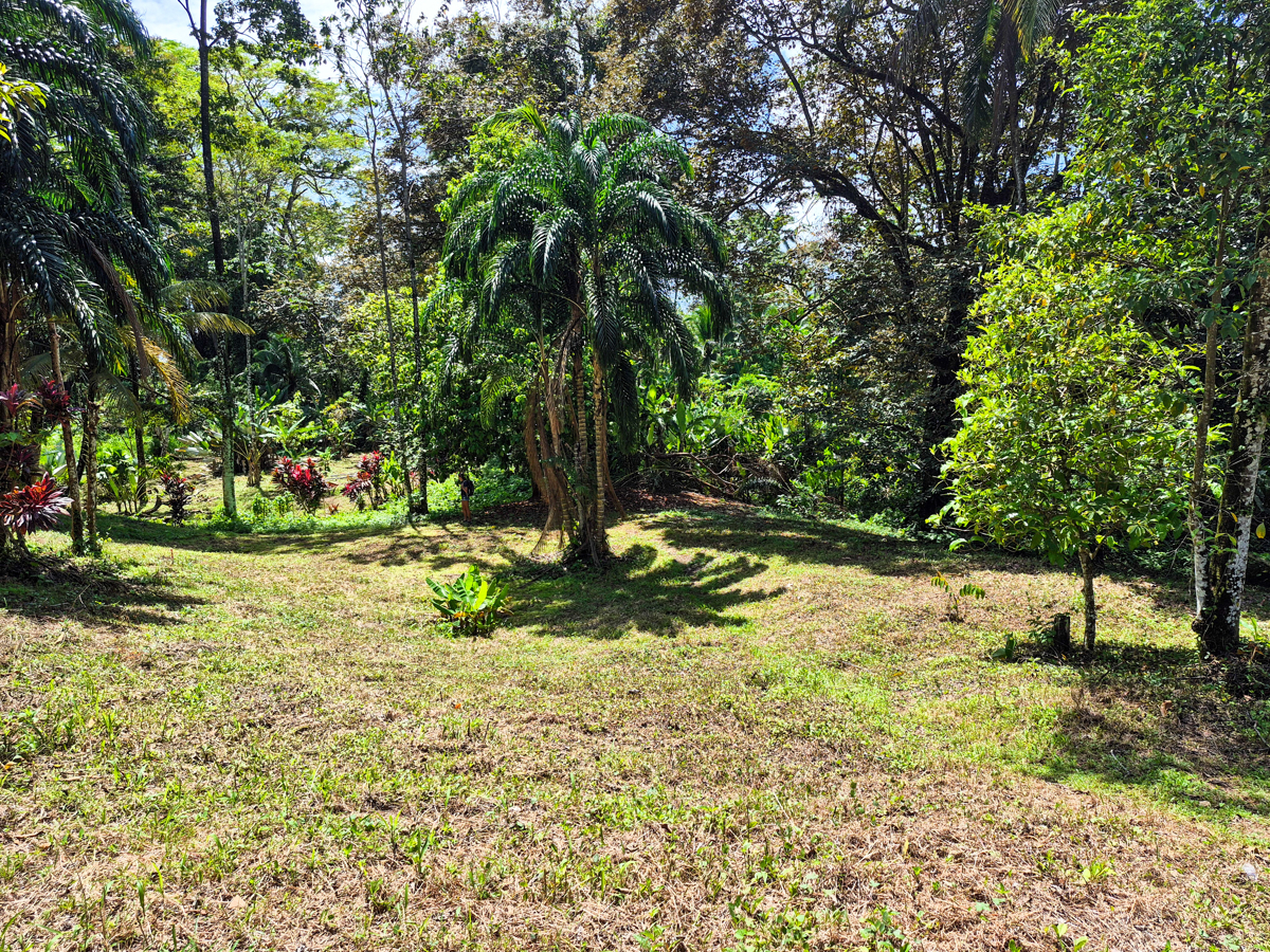 Titled Jungle Lot, 1,657 m² — Isla Solarte - 7