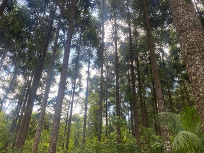 Costa Rica Forestry and Timber Land for sale by Michael Krieg - image 18