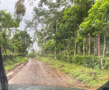 Costa Rica Forestry and Timber Land for sale by Michael Krieg - image 2