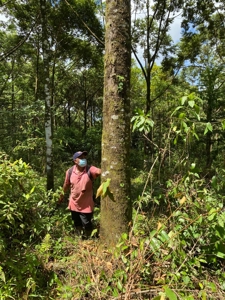 Costa Rica Forestry and Timber Land for sale by Michael Krieg - image 4