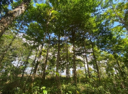 Costa Rica Forestry and Timber Land for sale by Michael Krieg - image 10