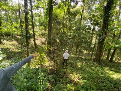 Costa Rica Forestry and Timber Land for sale by Michael Krieg - image 14
