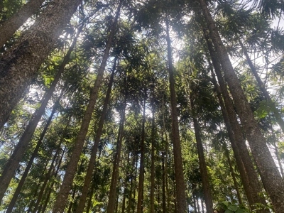 Costa Rica Forestry and Timber Land for sale by Michael Krieg - image 21