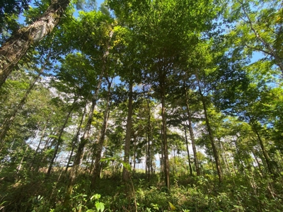 Costa Rica Forestry and Timber Land for sale by Michael Krieg - image 3
