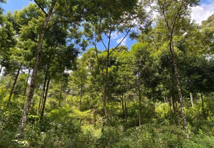 Costa Rica Forestry and Timber Land for sale by Michael Krieg - image 19