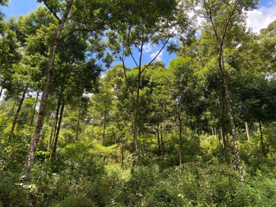 Costa Rica Forestry and Timber Land for sale by Michael Krieg - image 6
