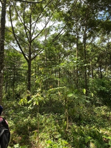 Costa Rica Forestry and Timber Land for sale by Michael Krieg - image 16