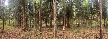 Costa Rica Forestry and Timber Land for sale by Michael Krieg - image 15