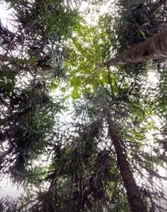 Costa Rica Forestry and Timber Land for sale by Michael Krieg - image 11