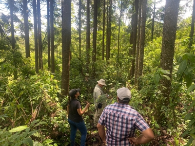 Costa Rica Forestry and Timber Land for sale by Michael Krieg - image 8