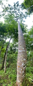 Costa Rica Forestry and Timber Land for sale by Michael Krieg - image 7