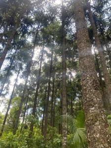 Costa Rica Forestry and Timber Land for sale by Michael Krieg - image 20