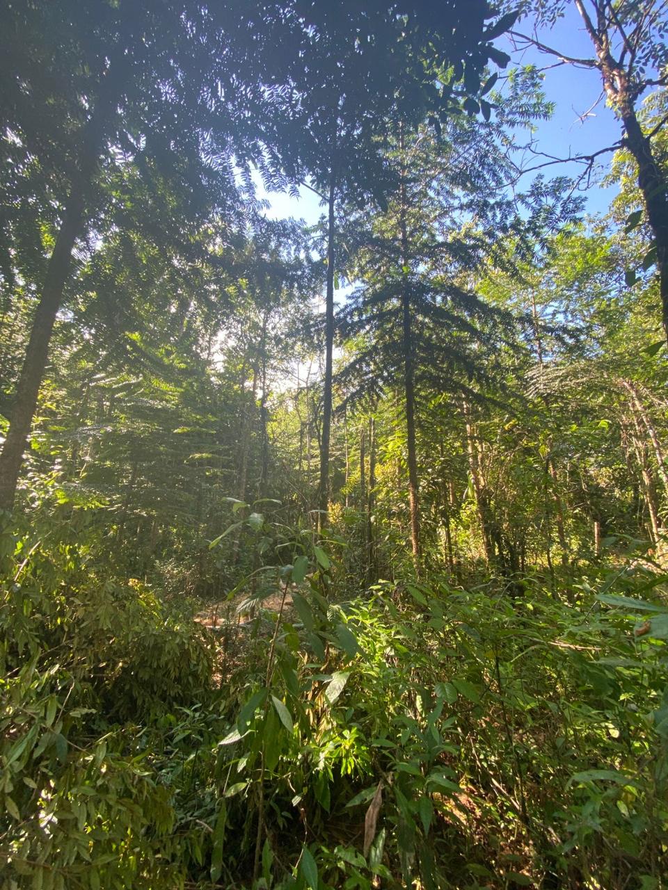 Costa Rica Tree farm