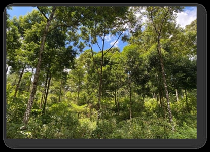 Costa Rica Forestry and Timber Land for sale by Michael Krieg - image 12