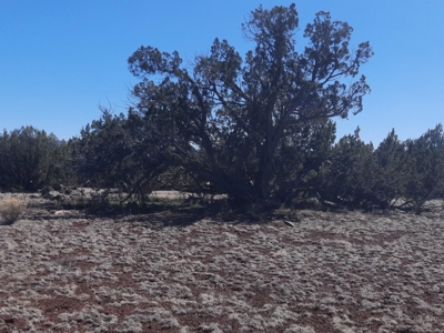 Gorgeous Northern AZ off grid 44.92 acre property - image 9
