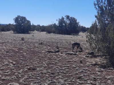 Gorgeous Northern AZ off grid 44.92 acre property - image 8