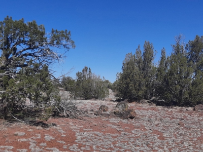 Gorgeous Northern AZ off grid 44.92 acre property - image 12