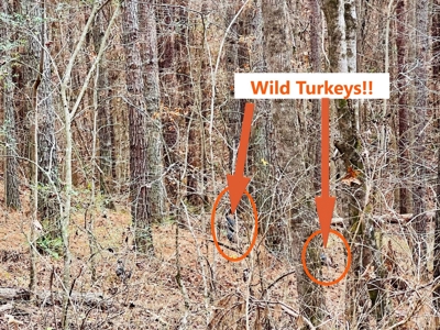 Mature Timber and Wildlife in Prentiss Co., Booneville, MS - image 5